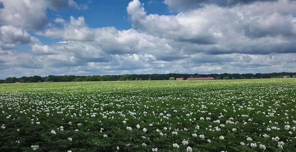 Background nature